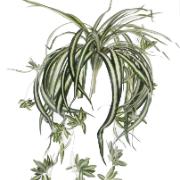 Chlorophytum hängande, 45 cm - Konstväxt
