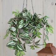 Tradescantia, 45 cm - Konstväxt