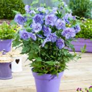 Hibiskus 'Blue Chiffon'
