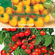 Specialerbjudande 2 körsbärstomater 