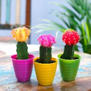 Klotkaktus trio med prydnadskrukor