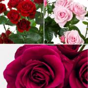 Kollektion med storblomstrande 'Select' rosor