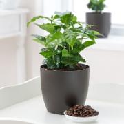 Kaffeplanta i doftande kruka