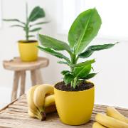 Bananplanta i doftande kruka