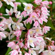 Deutzia Yuki Cherry Blossom™