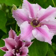 Klematis Ooh La La™