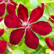 Klematis 'Westerplatte''