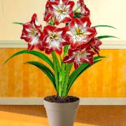 Amaryllis ’Minerva' med Elho® Loft prydnadskruka och krukjord