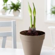 Elho® Loft prydnadskruka med krukjord