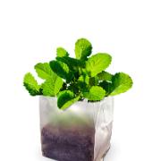 ’My Kitchen Garden’ - komplett odlingsset