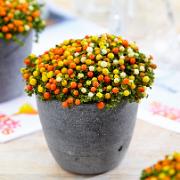 Koralltuva 'Minestrone'