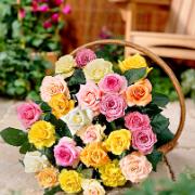 Storblomstrande rosor -
exklusiv mix