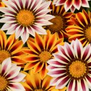 Eftermiddagsguld 'New Day Tiger' Mix