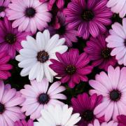 Spansk marguerit 'Akila' Mix