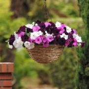 Petunia 'Wave® Medleys' Mix