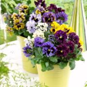 Penséer 'Frizzle Sizzle´Mix