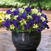 Fuseables® Petunia