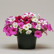 Fuseables® Petunia