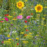 Blomstermix för fåglar