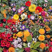 Blommor för gräsmattan Mix