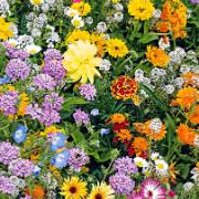 Blomstermix för bin