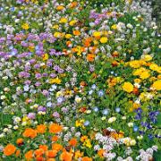 Blomstermix för fjärilar