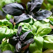 Fröskivor med Basilika