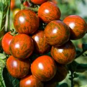 Tomat 'Tumbling Jester'