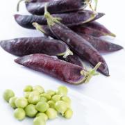 Ärta Blauwschokker 'Ezetha's Krombek'