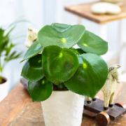 Peperomia 'Raindrop'