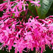 Fuchsia Censation® ”Juice Berry” 