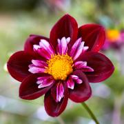 Dahlia 'Joyful Investment'