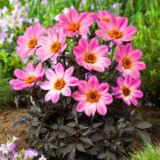 Dahlia Happy Days® 'Pink'