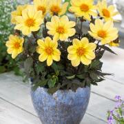 Dahlia Happy Days® 'Lemon' 