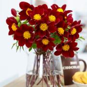 Dahlia 'Mexican Star'