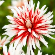 Dahlia 'Catching Fire'