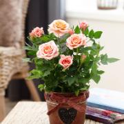 Rose PARADE® 'Dora' med prydnadskruka 