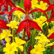 Siesta Mix - blomsterlökar