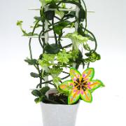 Fallskärmsranka 'African Parachute'