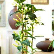 Doftranka (Stephanotis)