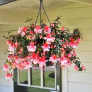 Hängfuchsia 'El Camino'