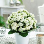 TiSento Calandiva® - vit