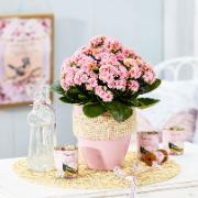 TiSento Calandiva® 'Bicolor' 