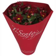 Krysantemum TiSento® i kruka - röd