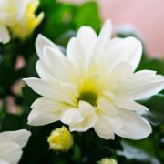 Krysantemum TiSento® i kruka - vit