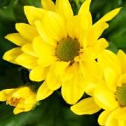 Krysantemum TiSento® i kruka - gul