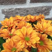 Krysantemum TiSento® i kruka - orange