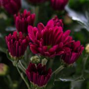 Krysantemum TiSento® i kruka - lila