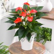 Rosenkalla TiSento® - Röd