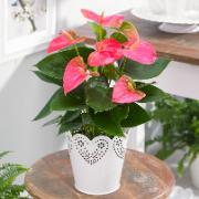 Rosenkalla TiSento® - rosa